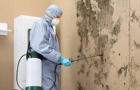 Trusted Los Altos, CA Mold Inspection Experts